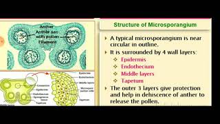 Structure of Microsporangium [upl. by Relyk322]