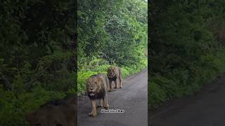 Gir National Park  દેવલિયા રોડ પર આ મોટા નર સિંહોને જોવા માટે અમે ભાગ્યશાળી છીએ lion girsomnath [upl. by Westfahl576]