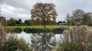 English oak by Abbey lake  October 2024 [upl. by Antons859]