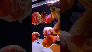 Oskar Fishs 🐟 fish amazingfacts aquarium goldfish fishaquarium fishing fishtank fishspecies [upl. by Yeleak]