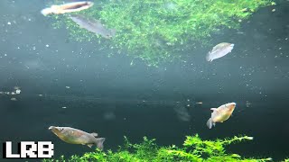 Im excited Celebes Halfbeaks Had Babies Sneak Peek at the Fry Rack and 240 [upl. by Arannahs]