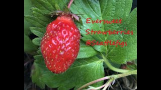 Eversweet Everbearing Strawberries [upl. by Fabozzi334]