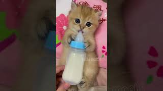 cute cats baby kitten cute moment❤️💕hellomochi cat cute kitten kucing kitty cats mochicat [upl. by Elyc]