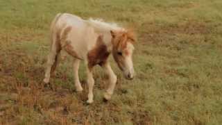 Rescued Mini Horses and Others Arrive at Ranch [upl. by Anselma]