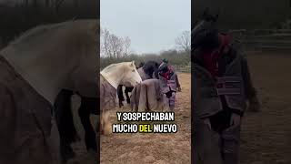 Se disfrazaron de caballo y los caballos sospechaban 😂😂 [upl. by Grosvenor]