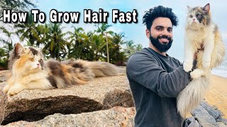 How To Grow Persian Cat Hair Fast 😍 Long Hair Persian Cat  Persian Cat  Cat hair fall solution [upl. by Ahsyak]