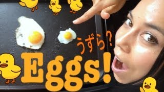 実験 EXPERIMENT うずらの卵で卵焼き Omelette out of quail eggs [upl. by Nwahsar]