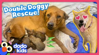 Can Rescue Heroes Save All These Stray Dogs  Rescued  Dodo Kids [upl. by Denison]