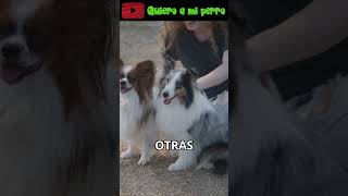 64 🐾¿Cuál es la Mejor Edad para Esterilizar a tu Perro🐶 ¡Descúbrelo  QuieroAMiPerro ❤️ [upl. by Landrum23]