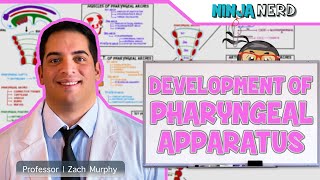 Embryology  Development of Pharyngeal Apparatus [upl. by Roice]