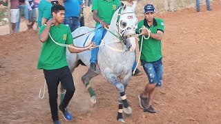 HEY BRUMMEL vence a I PENCA DA CENOURA  Corrida de cavalos [upl. by Ravens6]