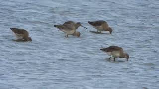 Black tailed Godwits [upl. by Aliuqaj]