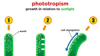 Mechanisms of Plant Growth [upl. by Adnilam]