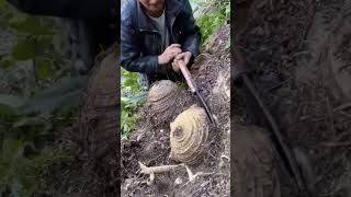 The process of digging plantain roots Good tools and machinery can increase work efficiency [upl. by Resee842]