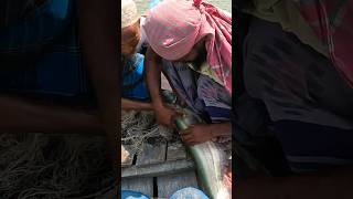 Big Catfish Catching By Net From River fish catfish fishingvideo fishing [upl. by Hylan]