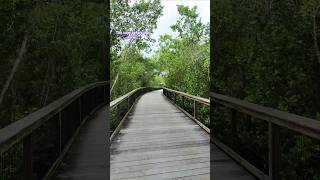 Wheelies through the Florida mangroves before Hurricane Milton wheelie florida hurricanemilton [upl. by Ciro]