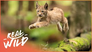 Exploring The Elegant Lynx In 4K  Lynx Documentary  Real Wild [upl. by Somerset]