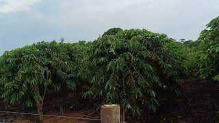 Café clonal robusta amazônico clones resistente [upl. by Euqinahs]