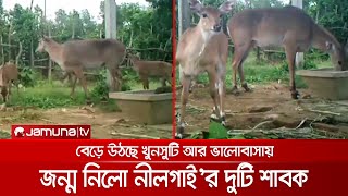 বঙ্গবন্ধু সাফারি পার্কে জন্ম নিলো বিলুপ্তপ্রায় নীলগাই  Nilgai [upl. by Elimay]