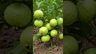 🌿Grow Guava Tree FAST with These Pro Tips guava fruittree gardening [upl. by Ardme692]