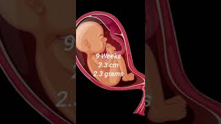 9 Weeks Baby height and weight In pregnancy trending shorts baby height weight [upl. by Zinn]