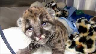 Rescued Florida Panther Kitten [upl. by Wimsatt]