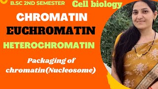 ChromatinEuchromatinHeterochromatinPackaging of ChromatinNucleosome ModelBSc 1st year [upl. by Aniham]