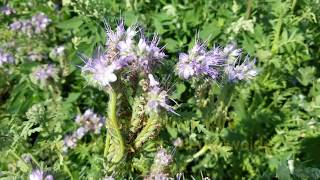 Die RainfarnPhazelie Phacelia tanacetifolia LoveNature Bienenwiese [upl. by Riffle]