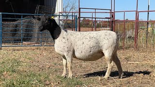 Whetstone 2236 Bred Fullblood Ewe [upl. by Colvert]