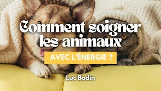 Comment soigner les animaux avec l’énergie [upl. by Annahc797]