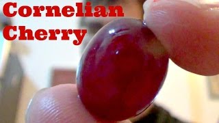 Cornelian Cherry Review  Sharbat recipe  Weird Fruit Explorer Ep 112 [upl. by Rolland]