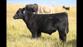 Reimann Pasture Sale 2024  Tag 41 [upl. by Netneuq]