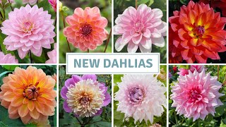 Dahlia Haul Seed Starting  Exciting Seedling Update  Cottoverdi [upl. by Felicidad]