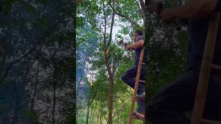 What Is Tree Inoculation StepbyStep Explanation [upl. by Rosdniw441]