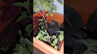 Tulasi plant care tips Hare rama hareramaharerama gardening viralsong viralshorts viralvideo [upl. by Good275]