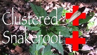 Clustered Snakeroot Medicinal [upl. by Jerz]