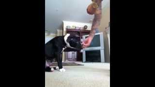 Pitbull Puppy Training quotGquot 12 Weeks Commands with Treats [upl. by Elwina]