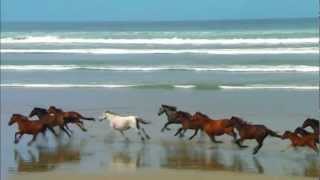 Chevaux Au Grand Galop Sur La Plage ♥ [upl. by Nevaj]