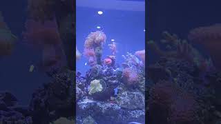 Three Stripe Damselfish damsel reef aquarium shortvideo short shorts music mercan marina [upl. by Rayshell33]