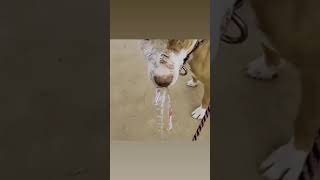 Dog with bottle 😂 punjabisong punjabi music [upl. by Pacorro]