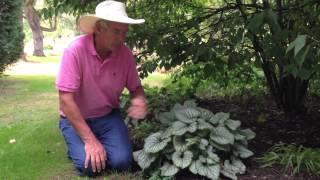 Dr A on Brunnera Jack Frost [upl. by Nodnorb]