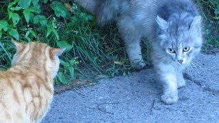 Cats meeting on the street and limping stray dog [upl. by Jezreel]