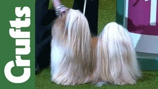 Group Judging Utility and Presentation  Crufts 2012 [upl. by Romilda46]