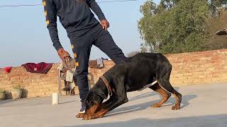 Doberman training  Jump training  American Doberman training 7508699511 [upl. by Placia]