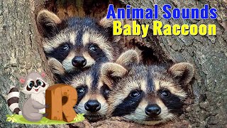 Baby Raccoon Sounds  Raccoon Noises  Animal Sounds [upl. by Winchell]