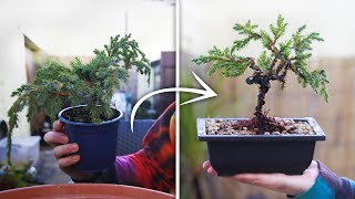 How to Bonsai For Beginners [upl. by Anigal]