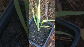 Yucca rostrata seedling yucca plants [upl. by Dena744]