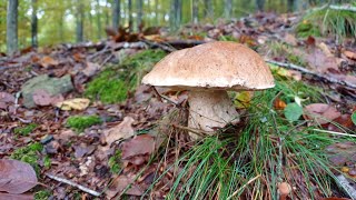 PORCINI EDULIS DI OTTOBRE DOPO LA BUFERA  Video in 4K [upl. by Atirat]