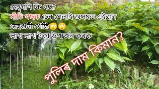 mahogany tree farming  মেহগুণী \ মেহগনি খেতি  mahoni tree price [upl. by Garrett971]