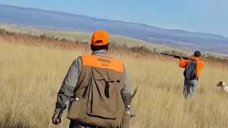 Pheasant Hunting Black Canyon Wing and Clay Chukar and Pheasant Hunting Western Colorado [upl. by Fawna]